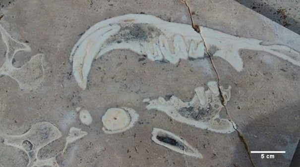 Bölümümüz Öğretim Üyesi Aslı Karabaşoğlu’ndan Dikkat Çeken Fosil Çalışması